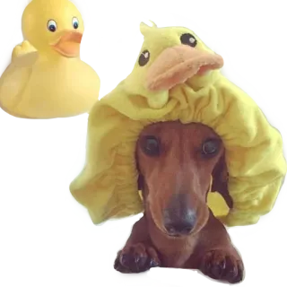 💦 dog, duck, animal, cute, pet, yellow whatsapp sticker