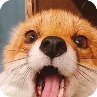 🤯 fox telegram sticker