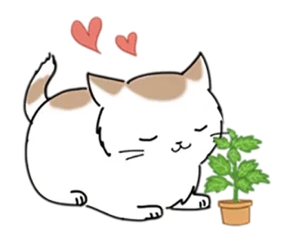 🌺 gatto, animale, animale domestico, cuore, pianta, carino telegram sticker