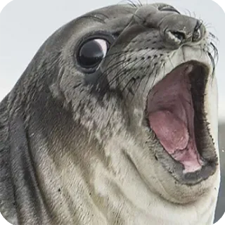 😱 foca, animal, mamífero, vida selvagem, animal marinho, rosto de foca telegram sticker