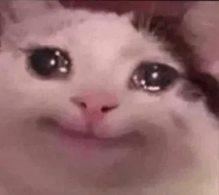 🐈 gatto, piangere, triste, meme, animale, animale domestico whatsapp sticker