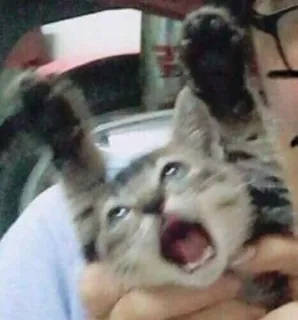 🤗 cat, animal, pet, feline, yawning, open mouth, domestic animal telegram sticker