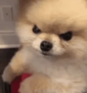😡 dog, angry, pomeranian, cute, animal, meme telegram sticker