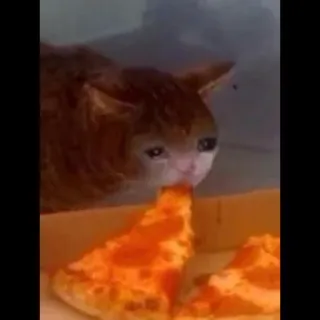 😢 kucing, pizza, kucing sedih, meme telegram sticker