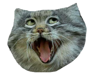 😆 cat, yawning, animal, mammal, cute telegram sticker