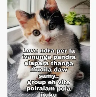 🤦‍♀️ Love ndra per la
ivanunga pandra
alapara thanga
mudila daw
samy..
group eh vite
poiralam pola
iruku gato, meme, texto, gatinho telegram sticker