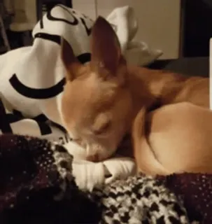 🌟 dog, chihuahua, sleeping, cute, pet telegram sticker