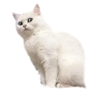 😯 gato, gato blanco, animal, mascota, animal doméstico, felino whatsapp sticker