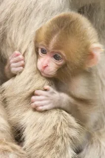 🐒 bébé singe, animal, mignon, mammifère, faune, primate telegram sticker