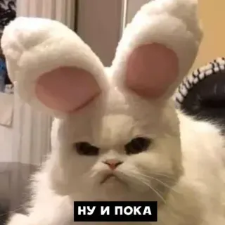 🤔 НУ И ПОКА gato, orejas de conejo, meme, animal, divertido, ruso whatsapp sticker