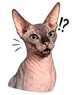 ⁉️ Sphynx cat !? telegram sticker