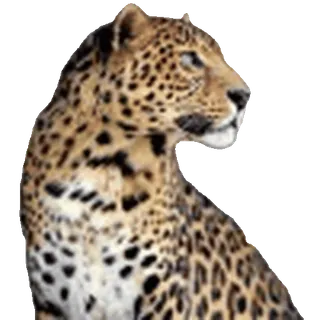 leopard ➜ @emoji1 telegram emojis 🤩