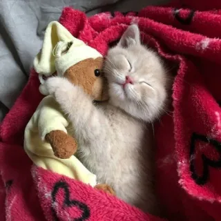 🧸 kätzchen, katze, schlafend, süß, teddybär, decke whatsapp sticker