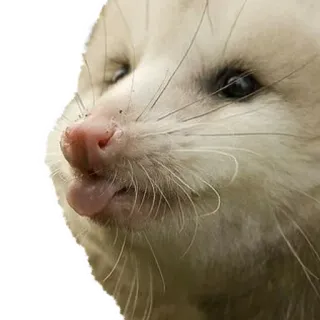 😊 Opossum, Beutelratte, Tier, Säugetier, süß, Zunge, lustig whatsapp sticker