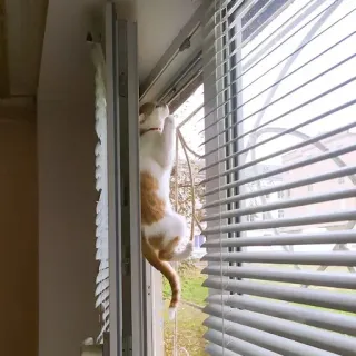✋ Katze, Fenster, Haustier, Tier, Hauskatze, Jalousien, Klettern, Kätzchen telegram sticker