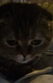 😔 gato, animal, animal de estimação, gato doméstico, felino telegram sticker