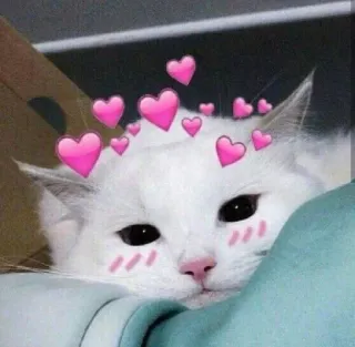 💕 kucing, hati, imut, kucing putih, menggemaskan, hewan peliharaan telegram sticker