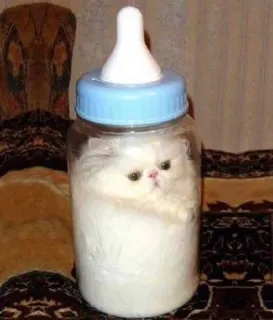 💘 Katze, Kätzchen, Babyflasche, lustig, Tier, Haustier telegram sticker
