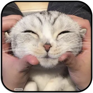 ☺️ chat, animal de compagnie, animal, mignon, mains, massage whatsapp sticker