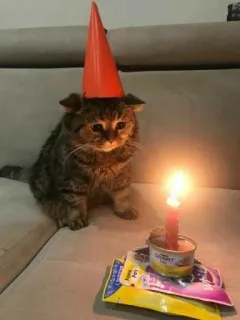 🌙 Katze, Geburtstag, Partyhut, Feier, Kerze, süß, Haustier, Tier telegram sticker