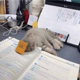 💓 나와... кот, спящий, учеба, книга, милый, наклейка, животное whatsapp sticker