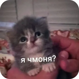 🐱 Я ЧМОНЯ? chaton, mignon, animal de compagnie, animal, russe, question, petit telegram sticker