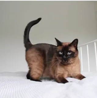 🤘 кот, сиамский кот, животное, питомец, домашняя кошка, коричневый кот, кошачий telegram sticker