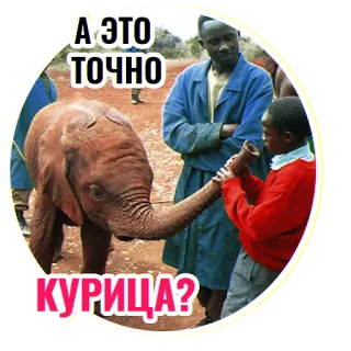😃 А ЭТО ТОЧНО КУРИЦА? elefante, animal, engraçado, humor, galinha, russo, meme telegram sticker