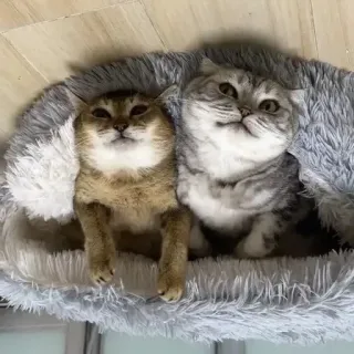 🐾 猫, 宠物, 动物, 可爱, 家养, 猫科动物 telegram sticker