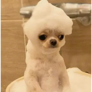 🐶 dog, chihuahua, bath, bubbles, cute telegram sticker