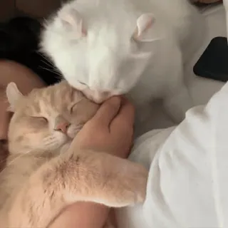 😊 gatos, animais de estimação, animais, carinho, fofo, animais domésticos, felinos, amizade whatsapp sticker