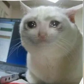 😭 แมว, เศร้า, ร้องไห้, มีม, อารมณ์, แมวขาว whatsapp sticker