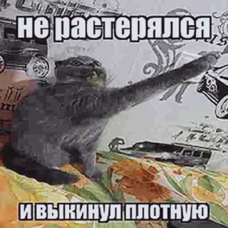 🐱 НЕ РАСТЕРЯЛСЯ,
И ВЫКИНУЛ ПЛОТНУЮ cat, funny, meme, animal telegram sticker