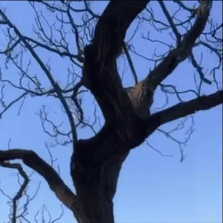 👻 Baum, Natur, Himmel, Äste, Draußen, Pflanzen telegram sticker
