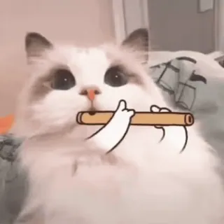 😊 cat, flute, animal, cute, meme, music, pet whatsapp sticker