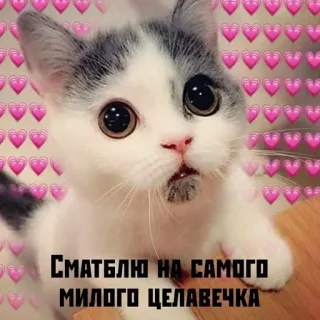 ❤️ СМАТЛЮ НА САМОГО МИЛОГО ЦЕЛАВЕЧКА cat, cute, hearts, pet, kitten, animal, russian text telegram sticker