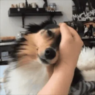 🐶 dog, pet, animal, sheltie, domestic animal telegram sticker