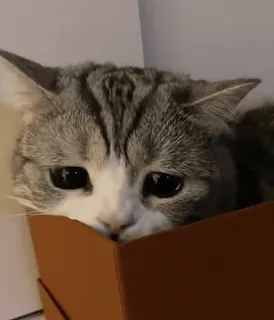 😔 chat, boîte, animal de compagnie, animal, mignon, chaton whatsapp sticker
