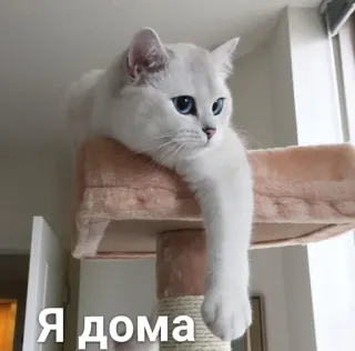 😌 Я дома mèo, thú cưng, vật nuôi, nghỉ ngơi, trong nhà, tiếng Nga, chữ telegram sticker