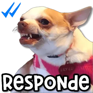 😀 Responde 狗, 吉娃娃, 生气, 宠物, 动物 whatsapp sticker