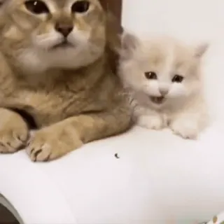 🐾 猫, 小猫, 可爱, 动物, 宠物, 家庭 telegram sticker
