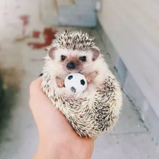 🦔 riccio, pallone da calcio, animale, carino, animale domestico whatsapp sticker