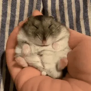 🥟 ハムスター, 動物, 可愛い, ペット, げっ歯類, 睡眠 telegram sticker