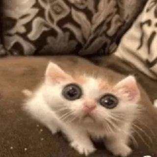 😵 kitten, cat, animal, cute, pet, mammal telegram sticker
