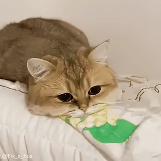 😞 고양이, 새끼 고양이, 애완 동물, 동물, 귀여운, 가정적인, 고양이 같은, 침대 telegram sticker