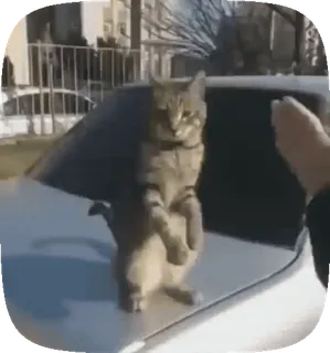 🌟 cat, standing, animal, funny, meme telegram sticker
