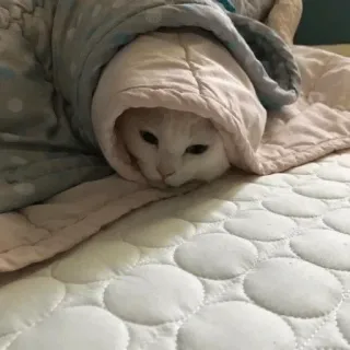 🌯 고양이, 담요, 졸린, 귀여운, 애완 동물, 동물 telegram sticker