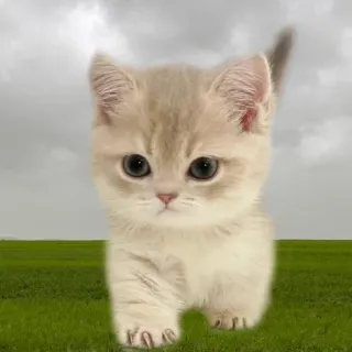 👿 kotek, kot, słodki, zwierzę, zwierzę domowe, trawa telegram sticker