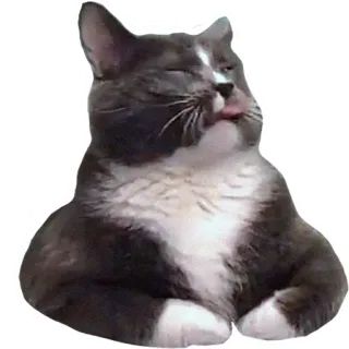 😝 kucing, binatang, stiker, hewan peliharaan, abu-abu, putih, lidah, lucu telegram sticker