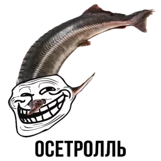 🐟 ОСЕТРОЛЛЬ Trollface, Pesce, Meme, Divertente, Internet telegram sticker